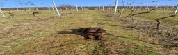 Cocker Spaniel dogs for sale: Working cocker spaniel puppies kc reg in Brough - Advert 9