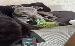 Staffordshire Bull Terrier dogs for sale: Blue brindle staffy - Image 6