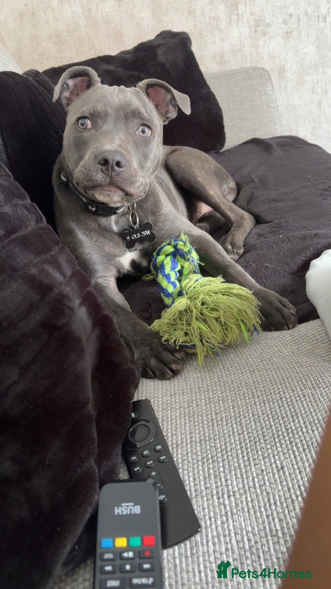 Staffordshire Bull Terrier dogs for sale: Blue brindle staffy - Image 6