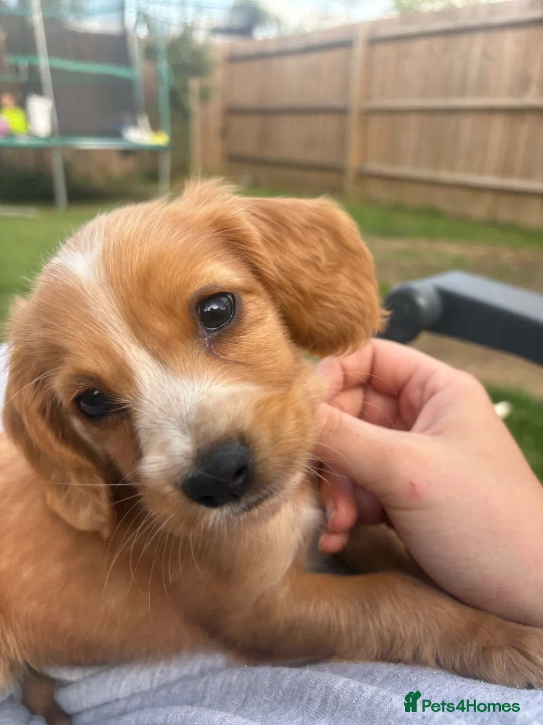 Cocker Spaniel dogs for sale: Outstanding cocker spaniel puppies - Advert 40
