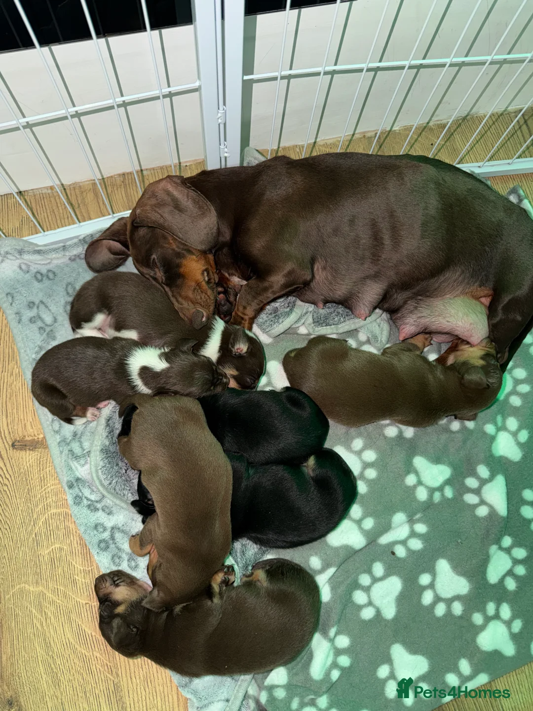 Mixed Breed dogs for sale: Mini Dasch / Kelpie pups  in Prescot - Advert 2