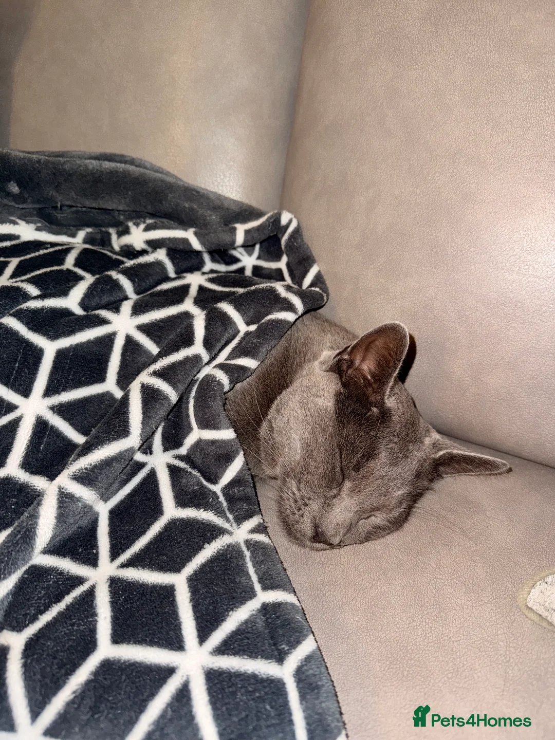 Russian Blue cats for sale: Pedigree Rusiaan Blue for Sale, Neutered - Advert 3