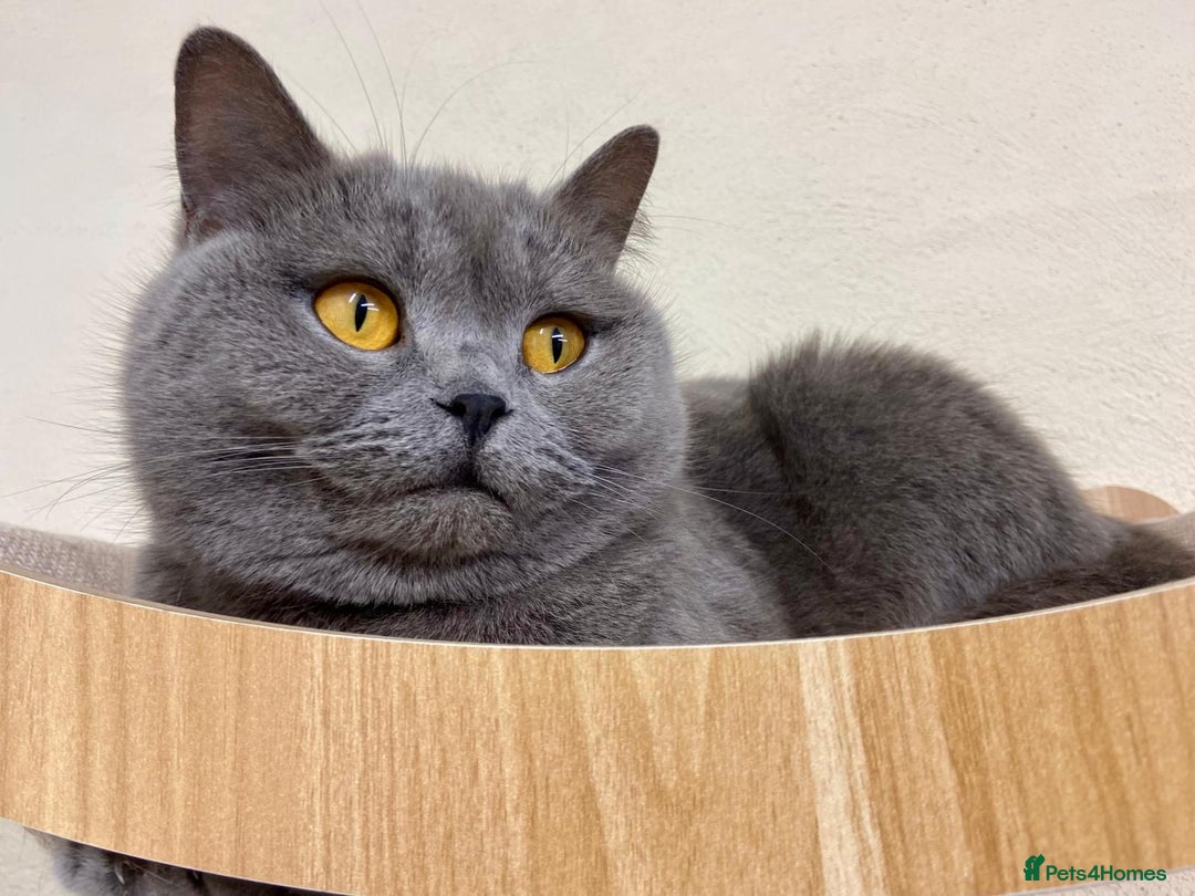 British Shorthair cats for sale: BLUE BSH GIRL LOOKING FOREVER HOME!!! 🐾😻 - Advert 5