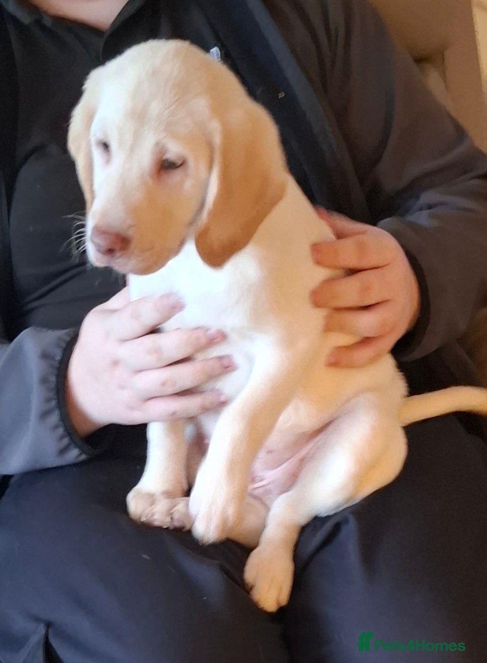 Labradoodle dogs 1 Beautful labradoodle puppy available for sale  - Advert 8