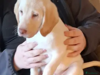 Labradoodle dogs 1 Beautful labradoodle puppy available for sale - Advert 8