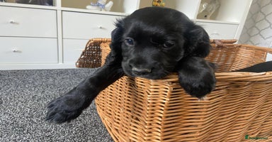 Cocker Spaniel dogs - Advert 5