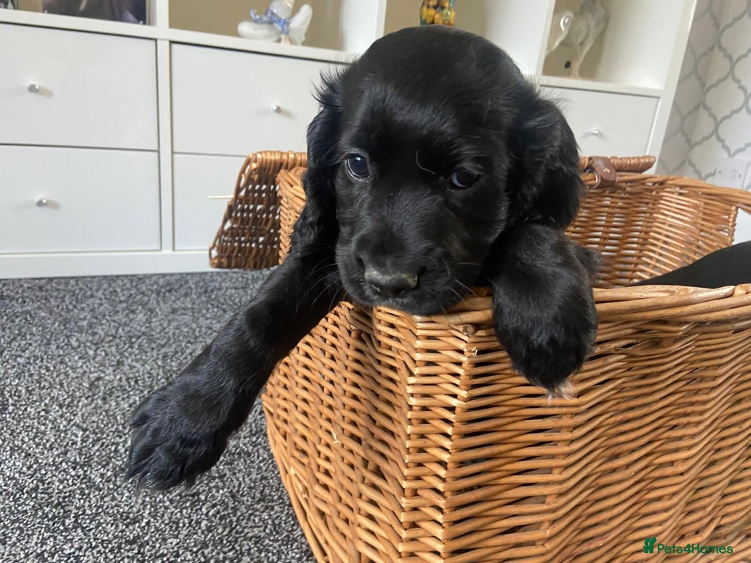 Cocker Spaniel dogs for sale: Cocker spaniel puppies - Image 3