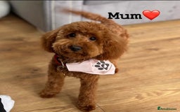 Toy Poodle dogs for sale: Deep red toy poodle KC reg  - Advert 6