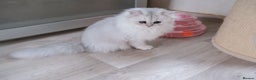 Scottish Fold cats for sale: Scottish fold and straight kittens  - Advert 17
