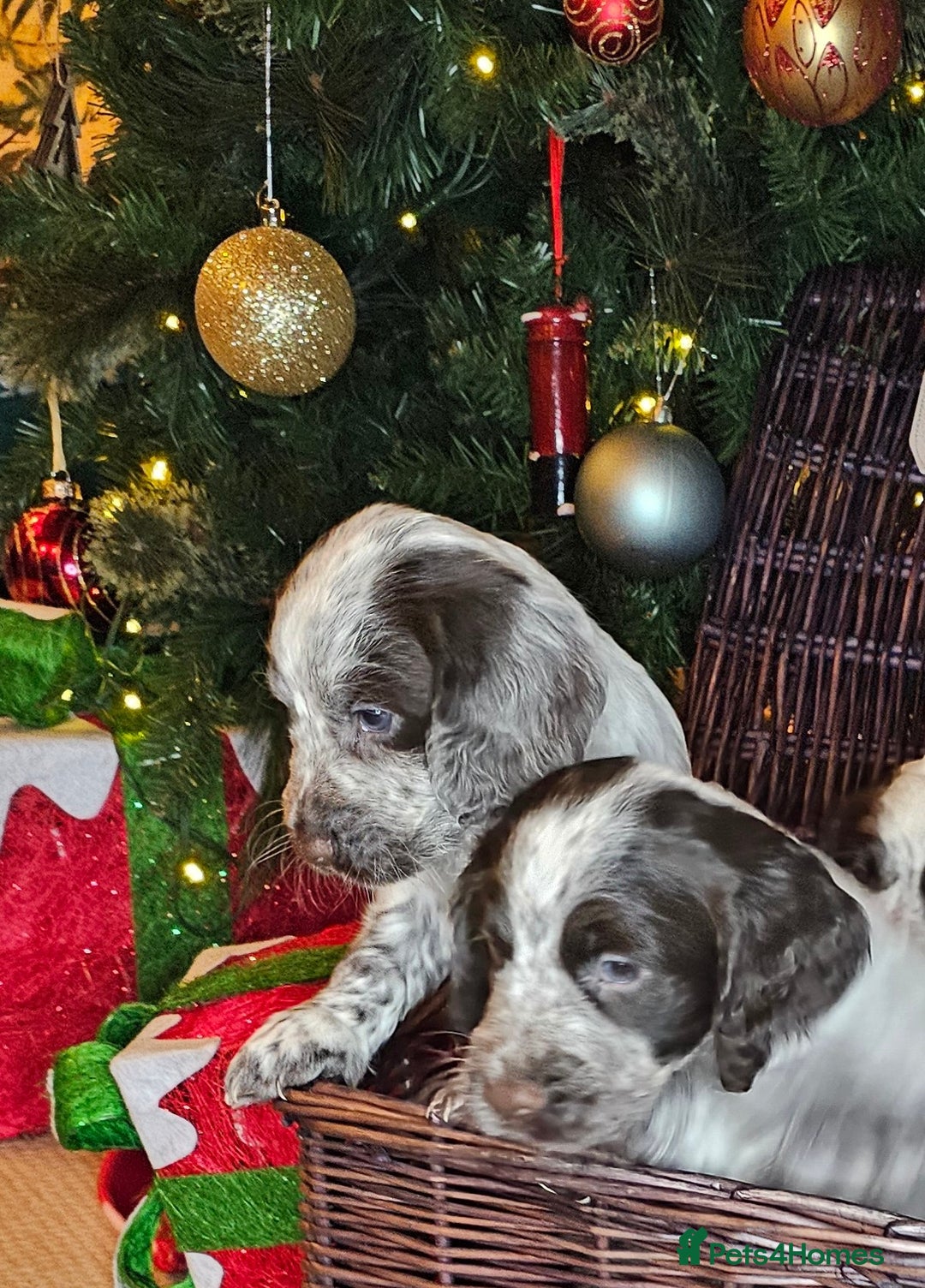 Cocker Spaniel dogs for sale: Working cocker spaniel puppy  - Advert 8