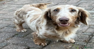 Miniature Dachshund dogs - Advert 7