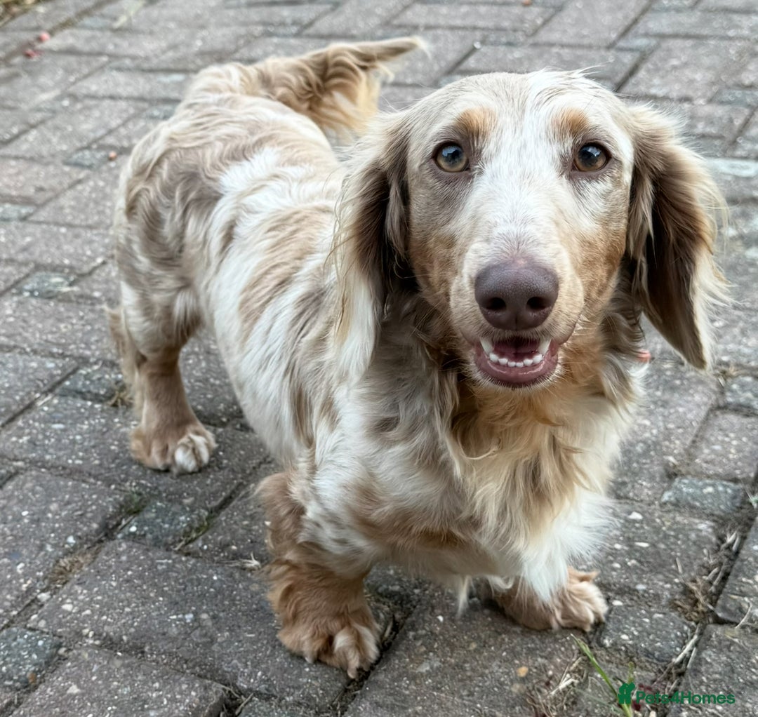 Miniature Dachshund dogs for sale: Isabella & tan long haired dapple - Image 3