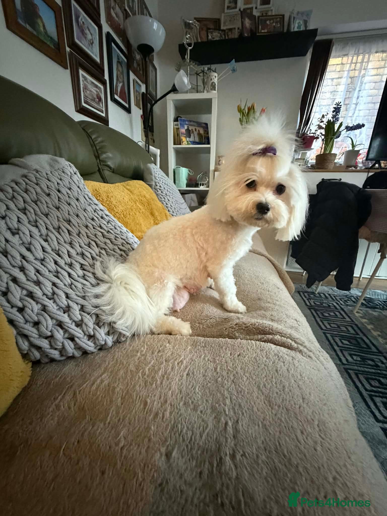 Maltipoo dogs Maltipoo Puppies for sale  - Advert 1