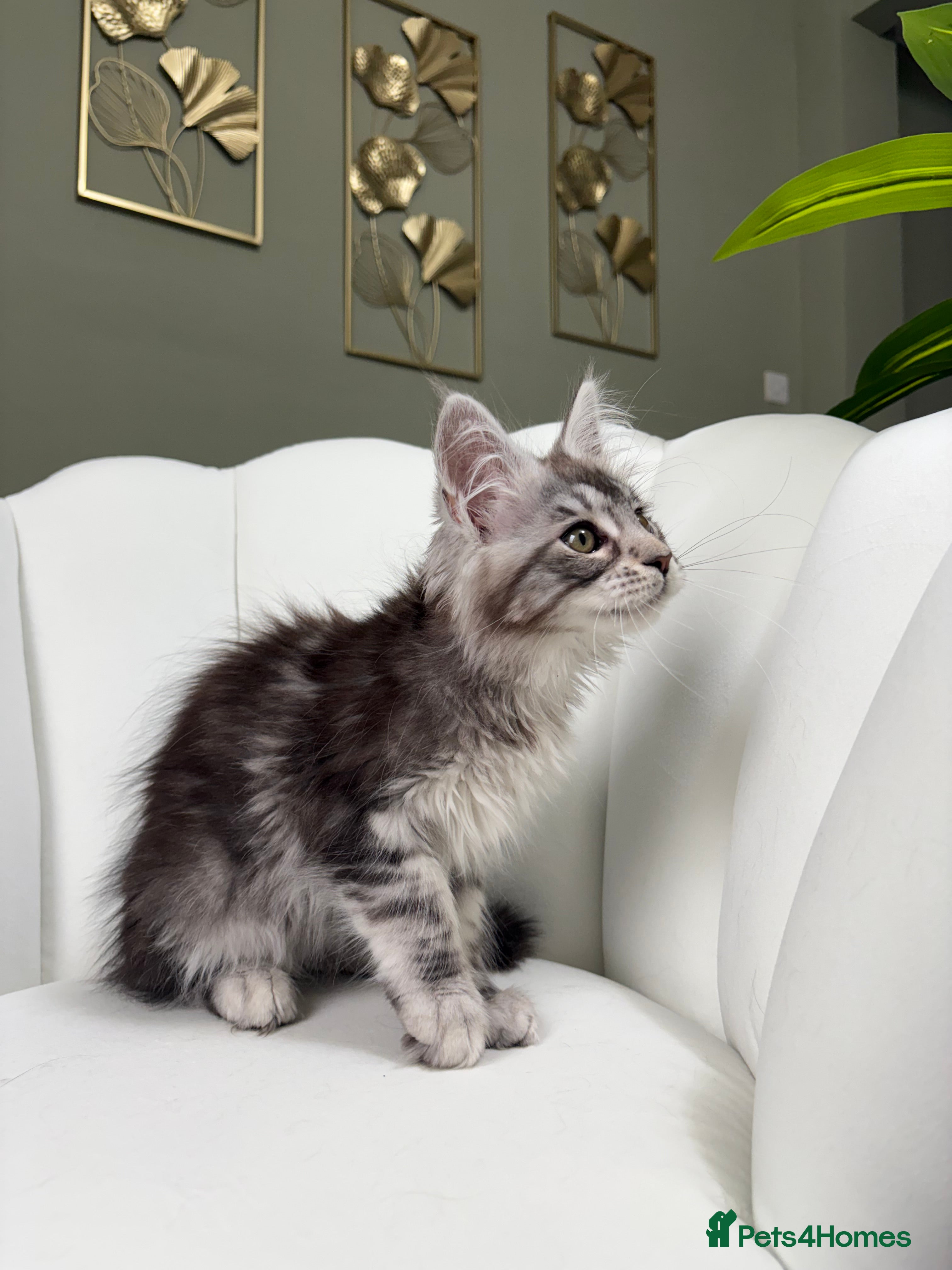 Maine Coon cats TICA Maine Coon Kittens 🐾 Ready now 💕 - Advert 2