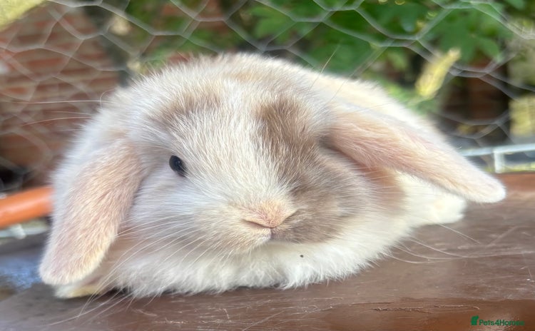 Mini Lop rabbits - Advert 1