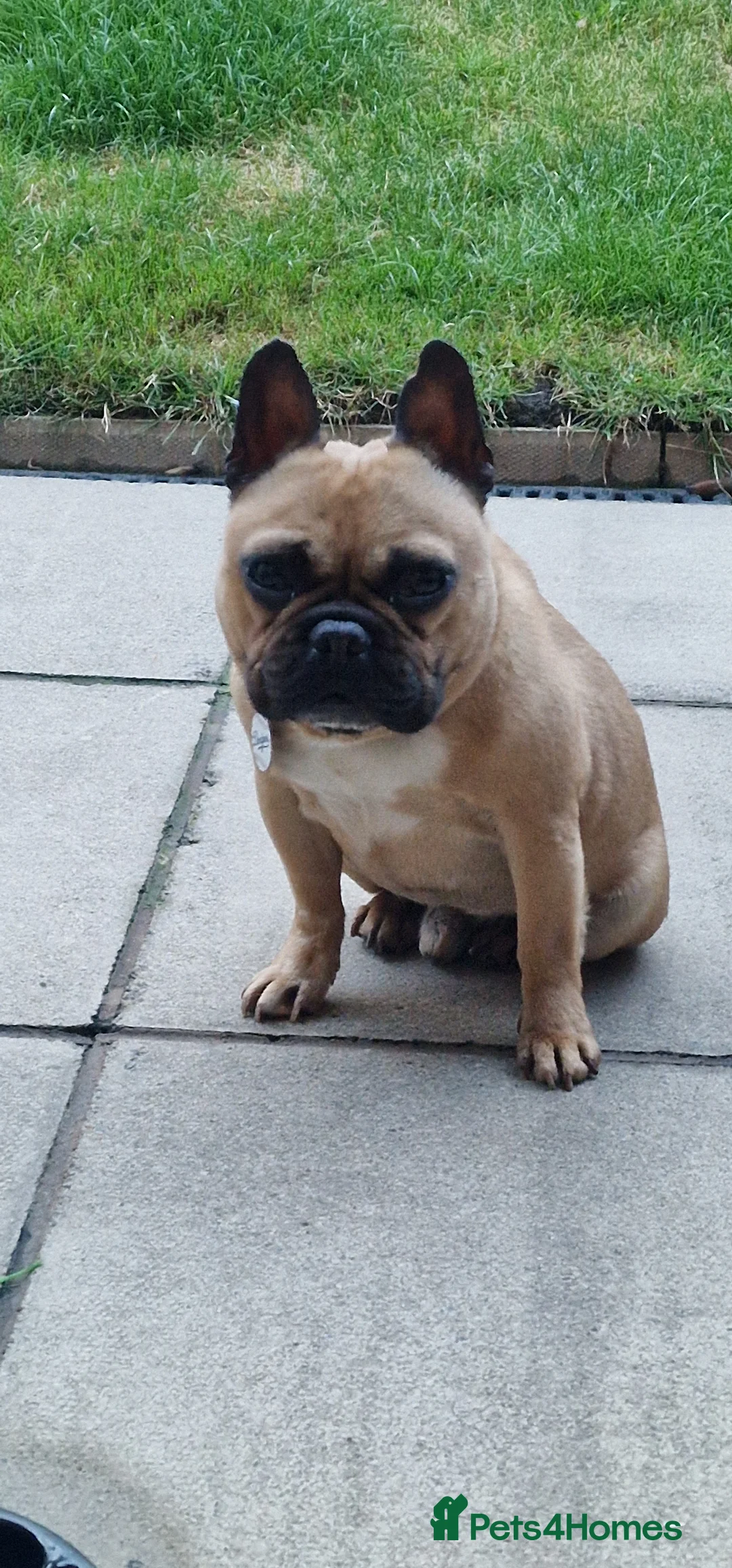 French Bulldog dogs for sale: French Buldog  - Advert 1