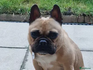 French Bulldog dogs French Buldog - Advert 6