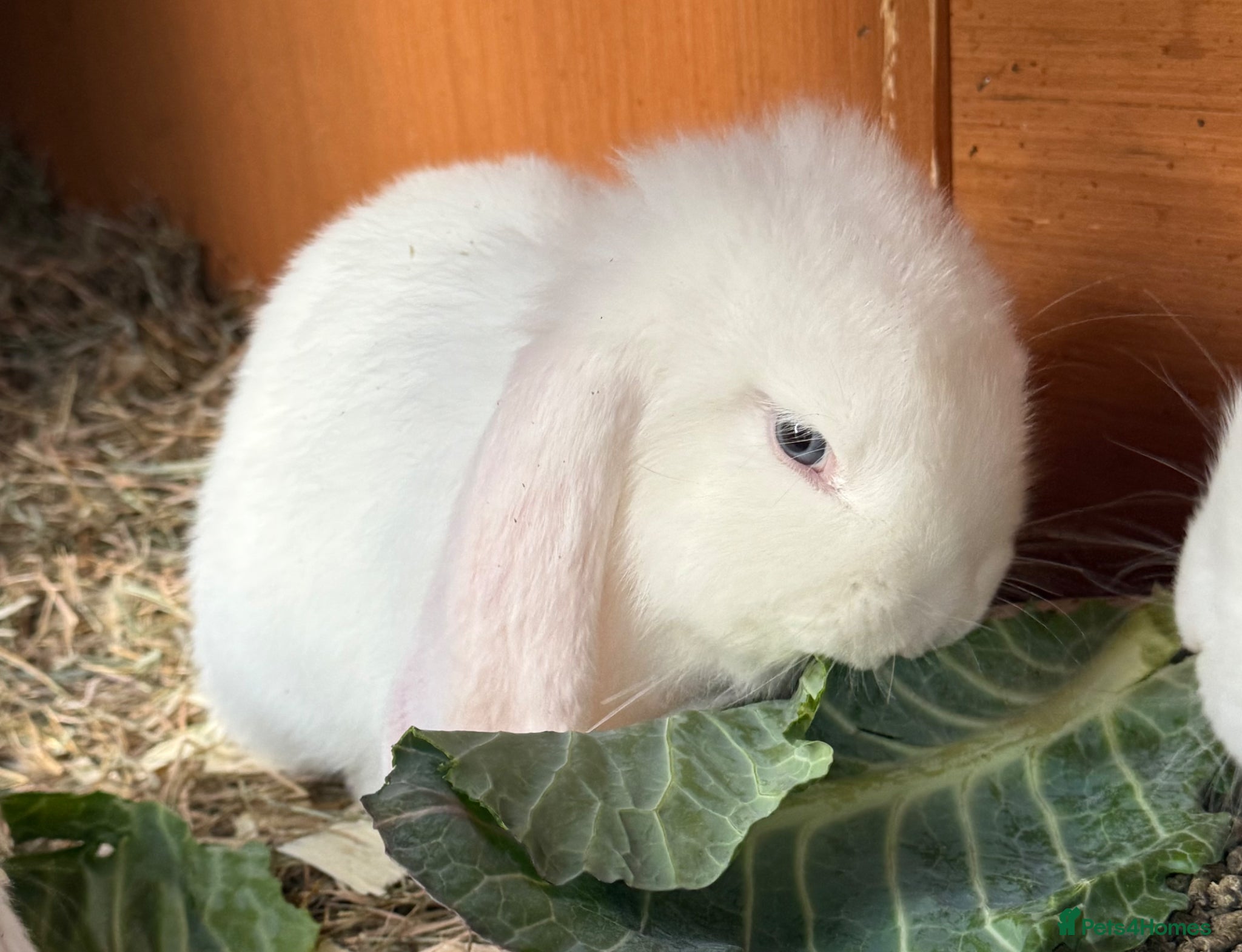 French Lop rabbits Ready Now Stunning pure bred French lops  - Advert 8