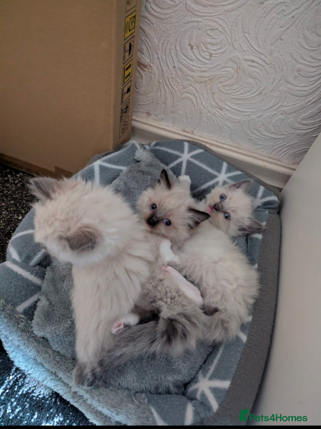 Ragdoll cats for sale: Ragdoll kittens  - Image 4