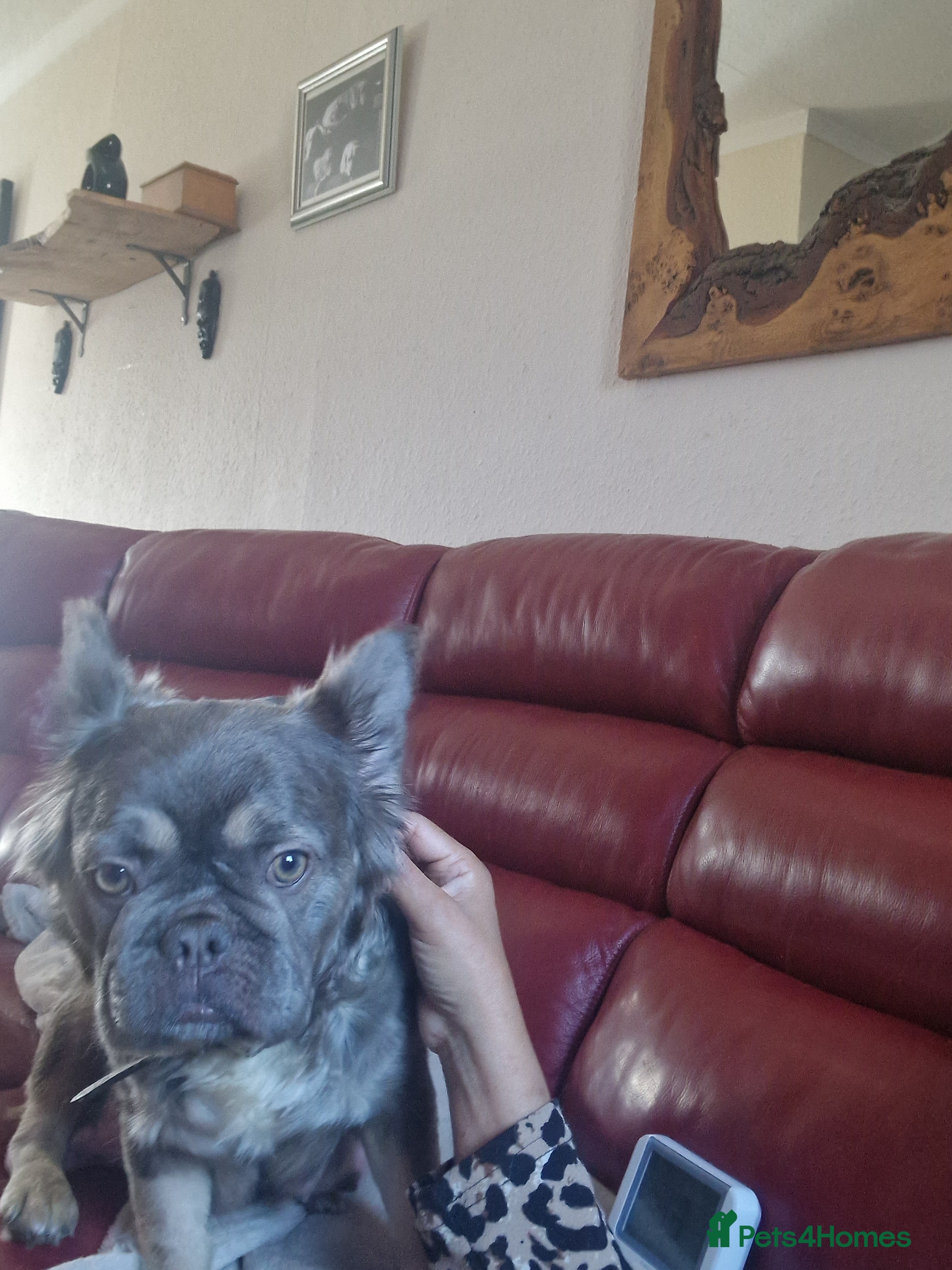 French Bulldog dogs Fluffy french bulldogs  - Advert 3