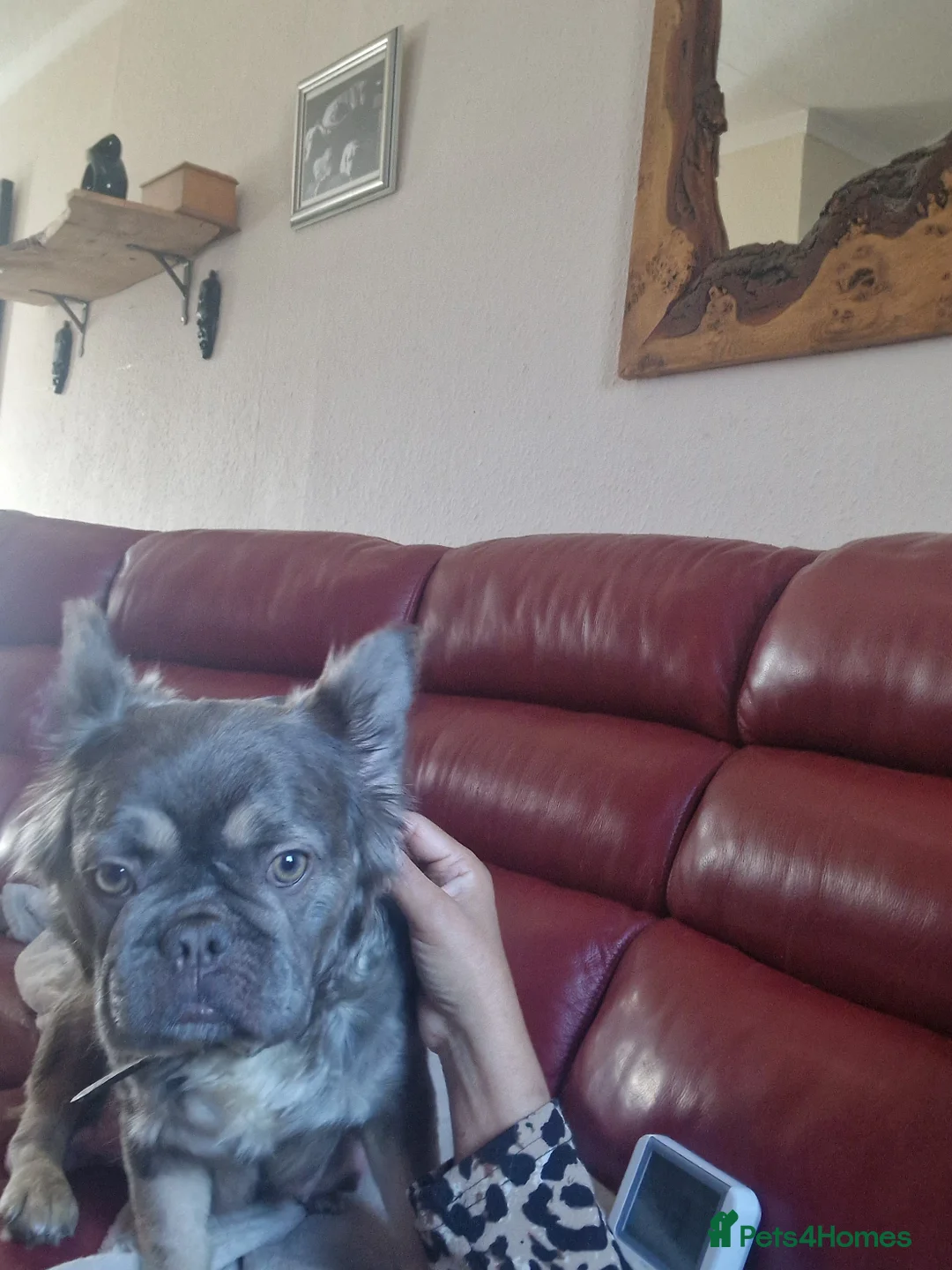 French Bulldog dogs for sale: Fluffy french bulldogs  - Advert 1