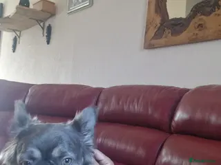 French Bulldog dogs Fluffy french bulldogs - Advert 3