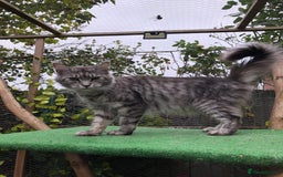 Maine Coon cats for sale: Maine coon kittens ready now - Image 7