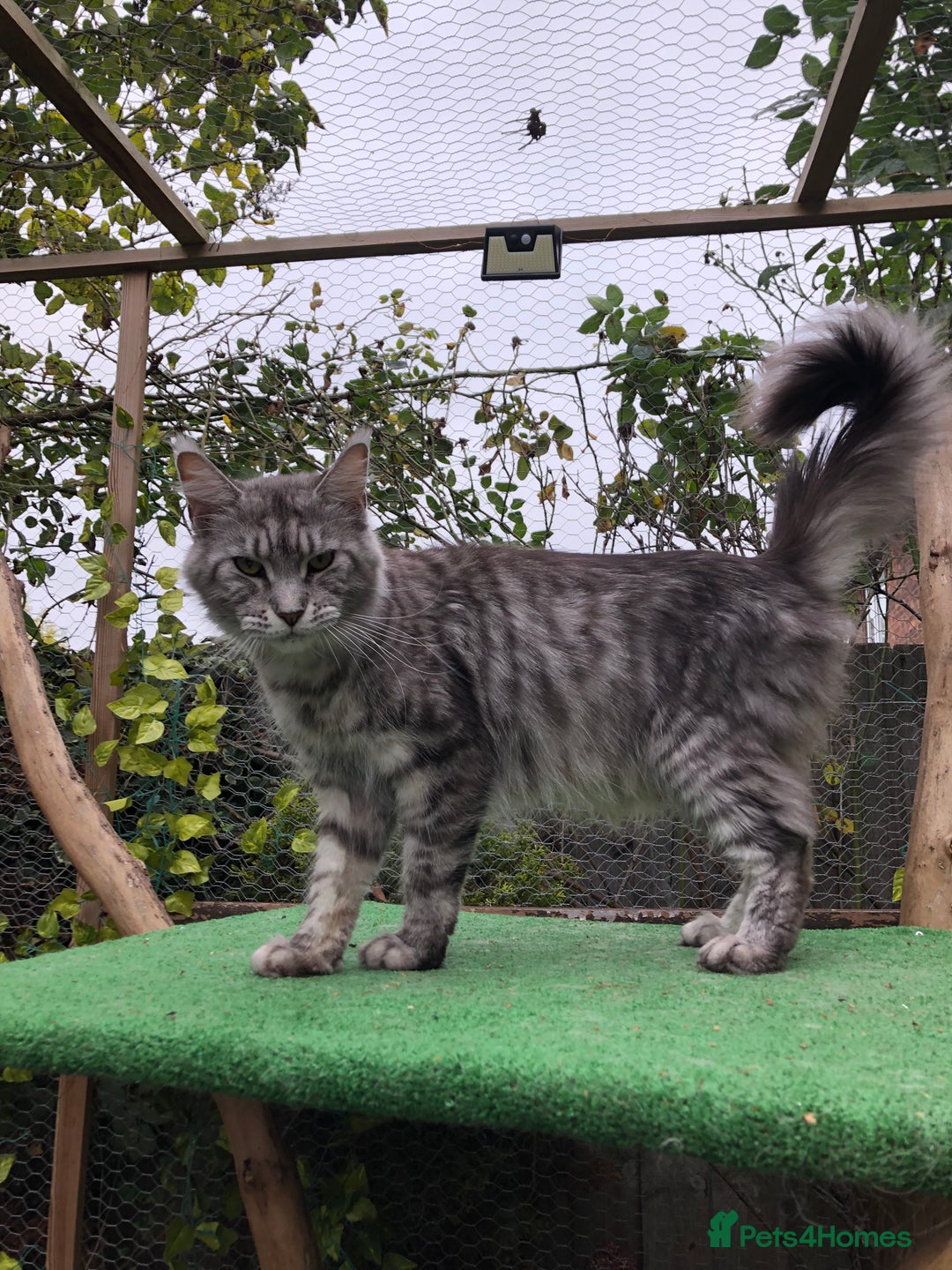 Maine Coon cats for sale: Maine coon kittens ready now - Image 7