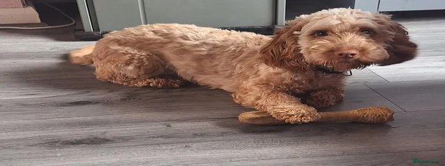 Fudge