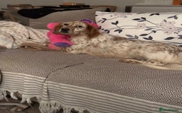 English Setter dogs for adoption: Ruby and Ellie - 2.5 years old | Female Setters - Image 11