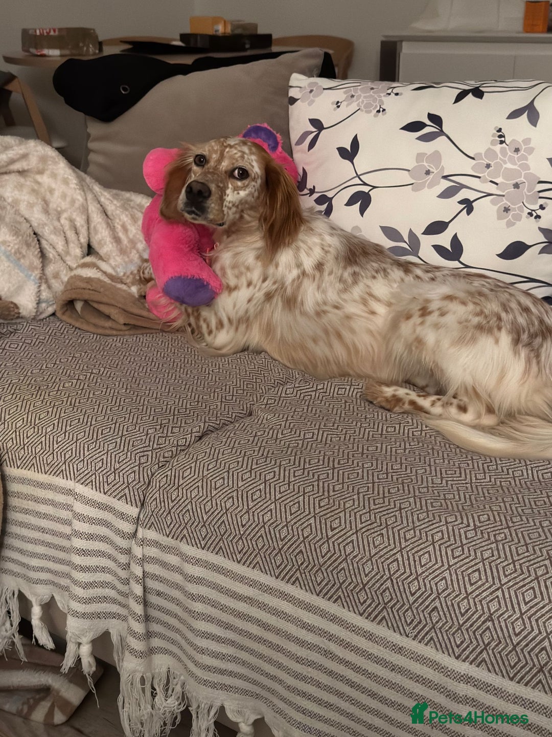 English Setter dogs for adoption: Ruby and Ellie - 2.5 years old | Female Setters - Image 11