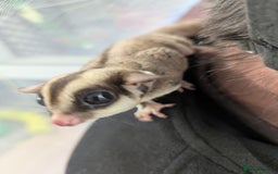 Sugar Glider rodents for sale: Trio neutered sugar gliders. Friendly little boys! - Image 2