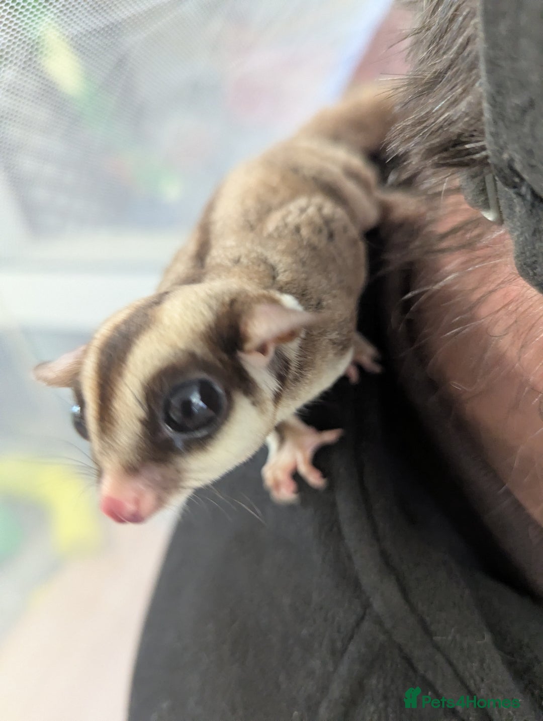 Sugar Glider rodents for sale: Trio neutered sugar gliders. Friendly little boys! - Image 2