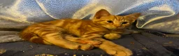 Domestic Shorthair cats for sale: Beautiful ginger kittens for sale  - Advert 7