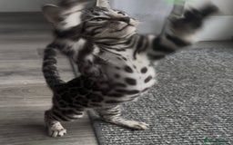 Bengal cats for sale: Breed quality silver bengal kittens 🐆💎🤍🩶🖤 - Image 10