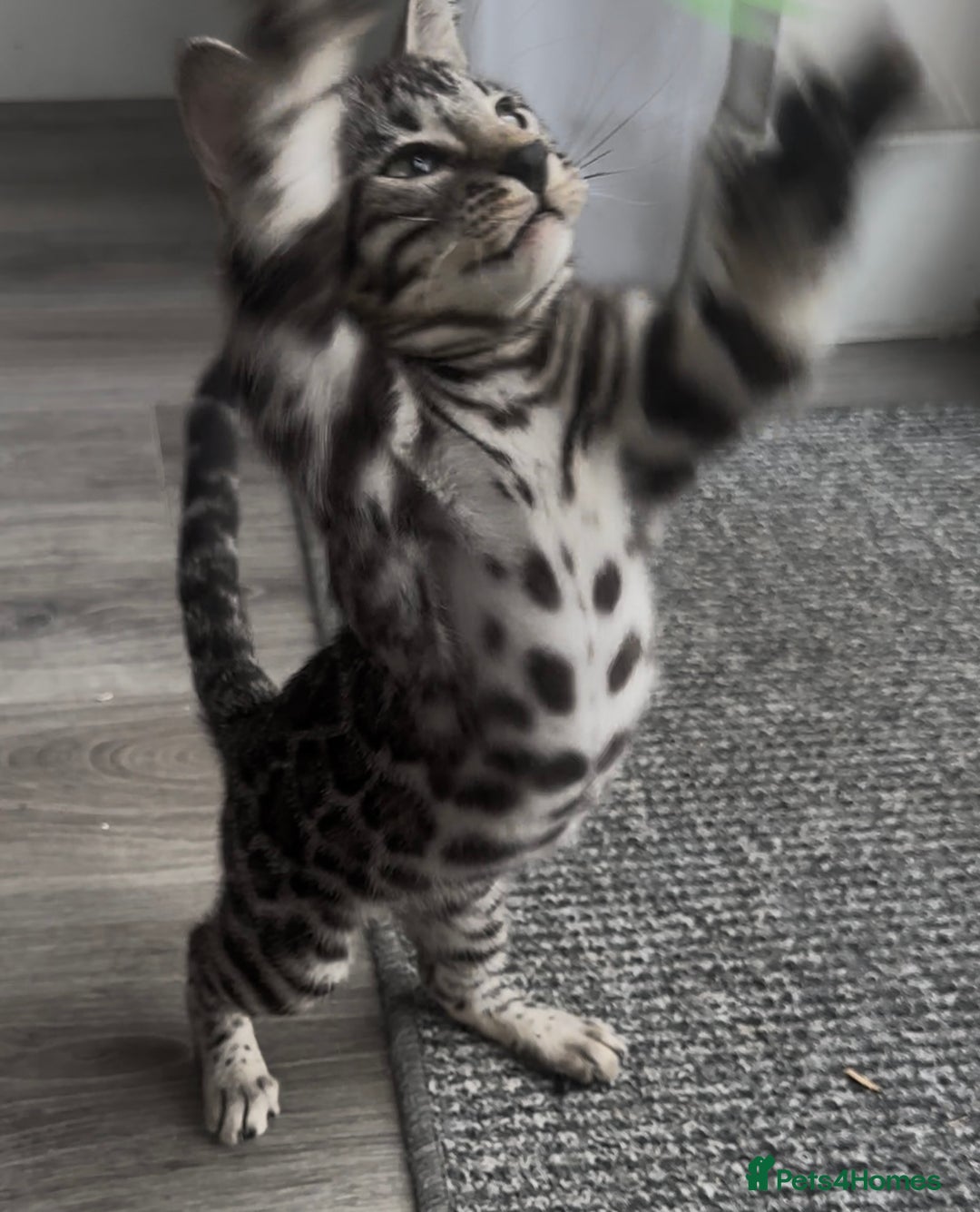 Bengal cats for sale: Breed quality silver bengal kittens 🐆💎🤍🩶🖤 - Image 10