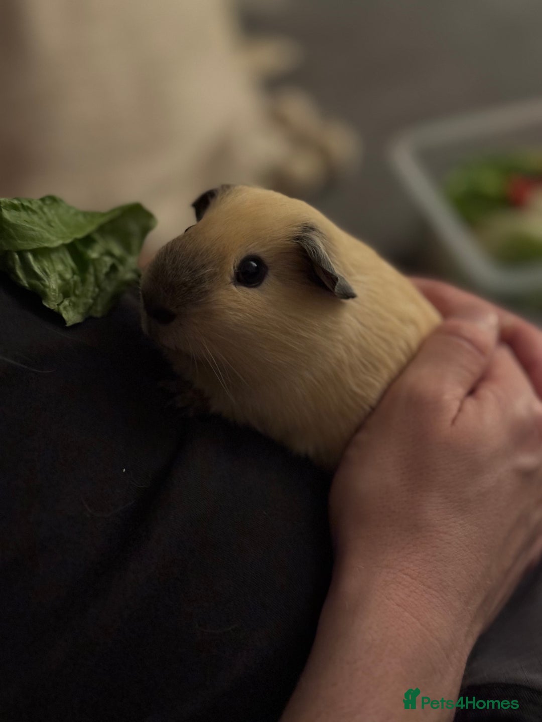 Guinea Pig rodents for sale: 2 Male Guinea Pigs, optional Hutch & Accessories  - Advert 3