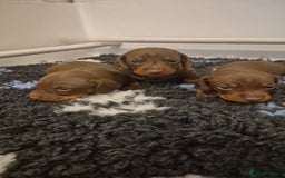 Miniature Dachshund dogs for sale: Outstanding miniature dachshund babies  - Image 7
