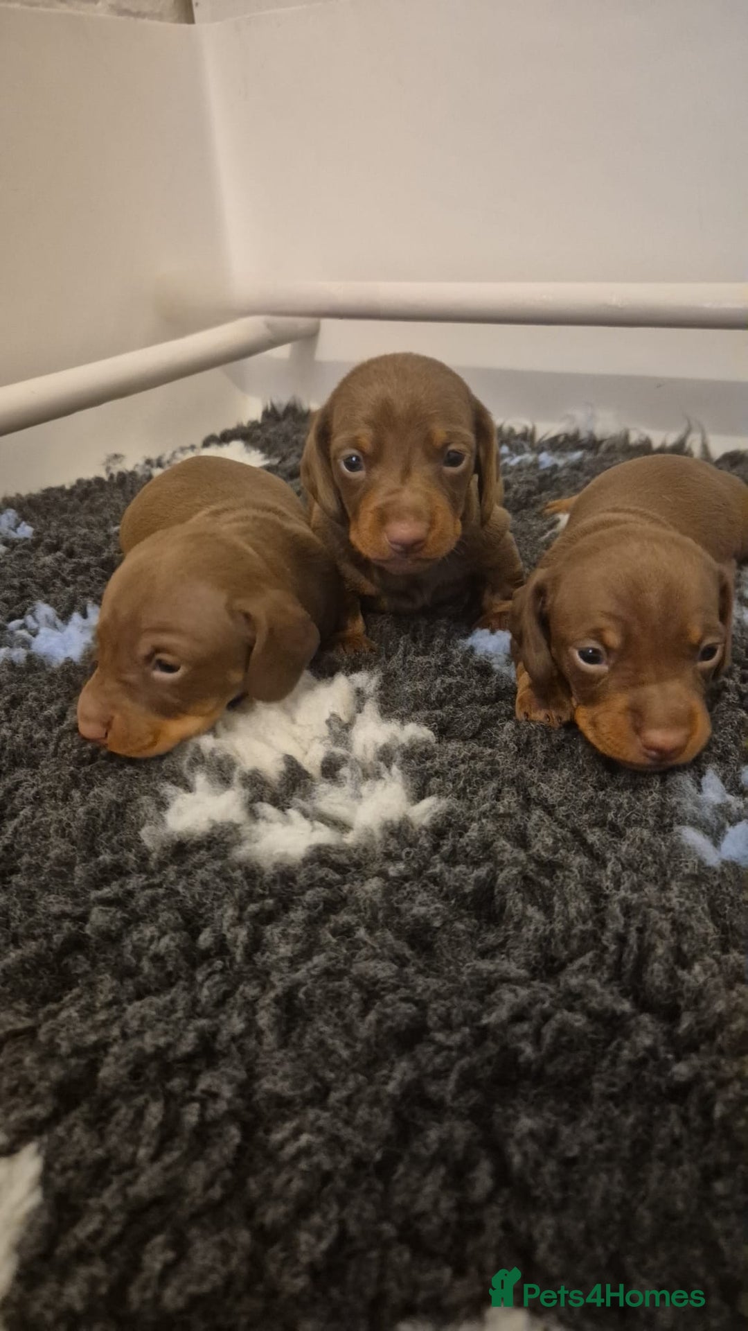 Miniature Dachshund dogs for sale: Outstanding miniature dachshund babies  - Image 7