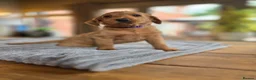 Labradoodle dogs for sale: 4 Gorgeous Fluffy Labradoodle girls - Advert 22