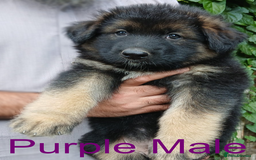 German Shepherd dogs for sale: Big Boned Chunky German Shepherd Puppies - Image 4