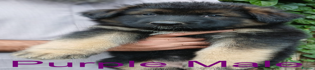 Purple Boy