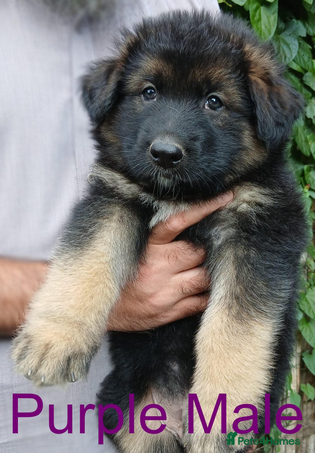 German Shepherd dogs for sale: Big Boned Chunky German Shepherd Puppies - Image 4