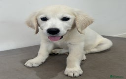Golden Retriever dogs for sale: Trained Golden Retriever  - Image 3