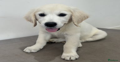Golden Retriever dogs - Advert 5