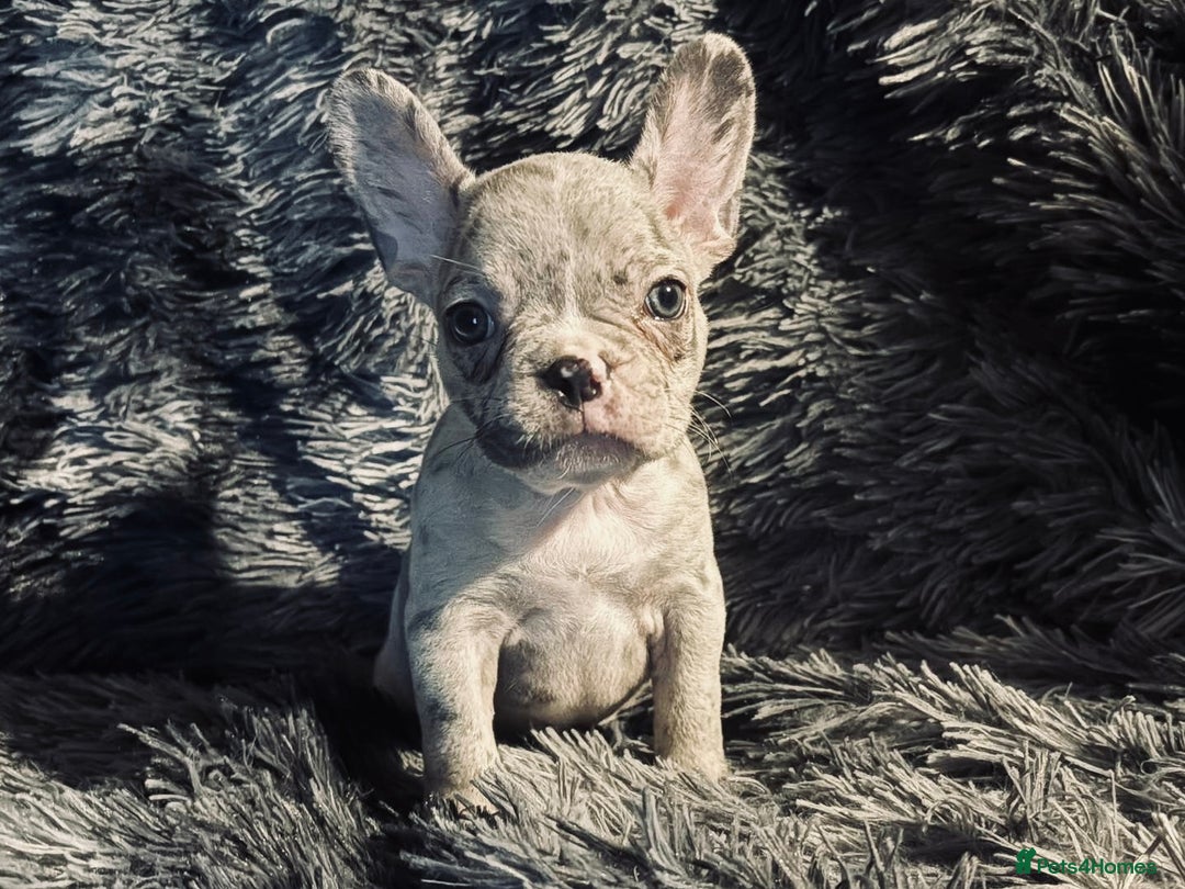 French Bulldog dogs for sale: 2 Female French bull dogs left - Image 4