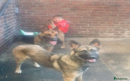 Belgian Shepherd Dog dogs for sale: Belgian Malinois puppy’s  - Image 6