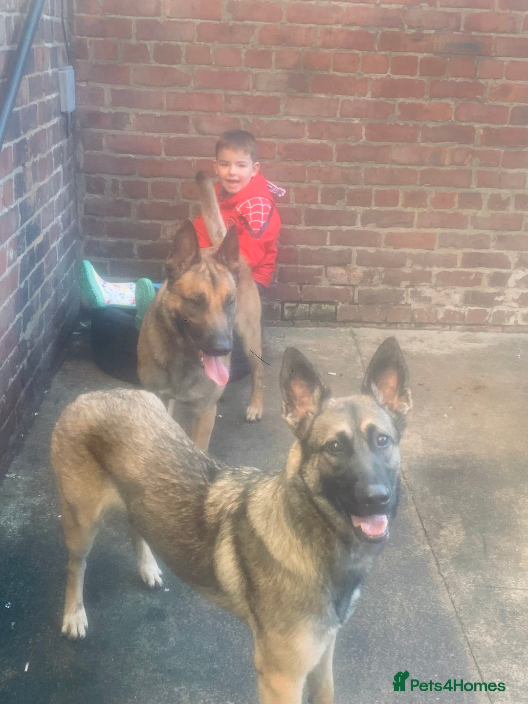 Belgian Shepherd Dog dogs for sale: Belgian Malinois puppy’s  - Image 6
