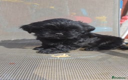 Shih Tzu dogs for sale: Stunning full pedigree miniature shih tzu puppies  - Image 14