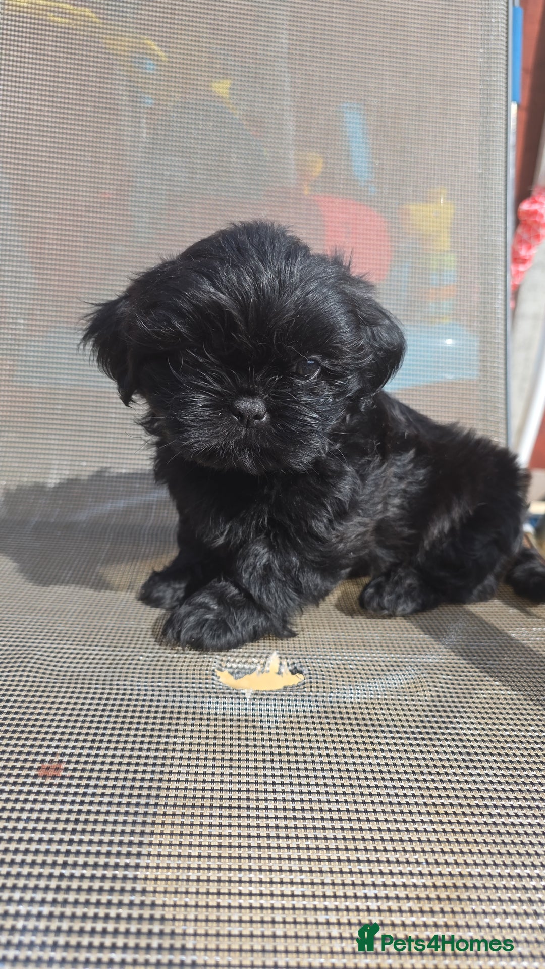 Shih Tzu dogs for sale: Stunning full pedigree miniature shih tzu puppies  - Image 14